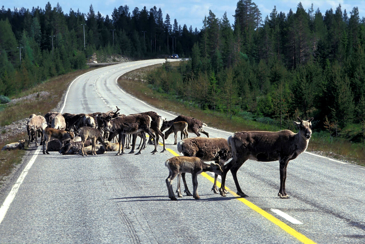 poro poroja tie keskiviiva piennar tienpiennar mets‰ asfaltti, reindeers reindeer road asphalt bitumen axis centreline center l