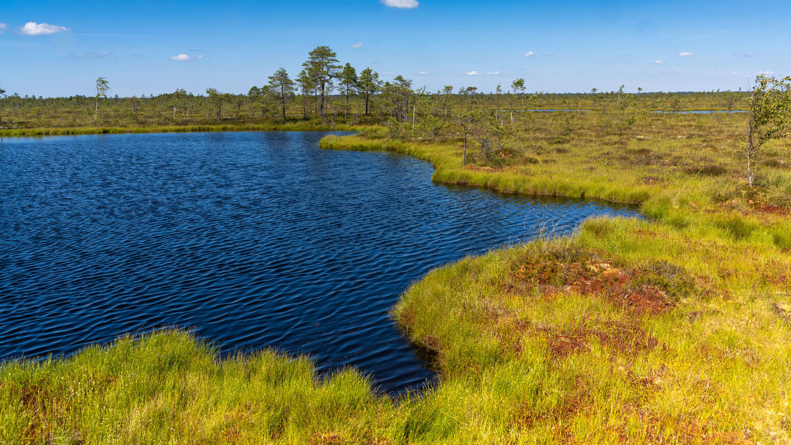 Moorlandschaft im Nationalpark Soomaa, Estland
