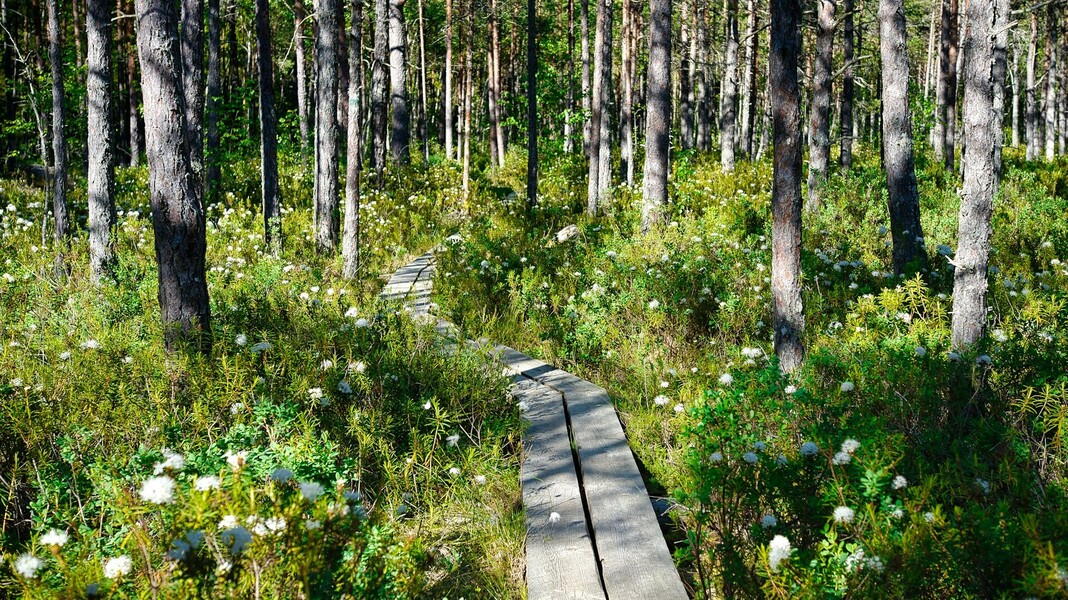 Ein Holzweg führt durch die natürliche Landschaft des Lahemaa-Nationalparks in Estland.