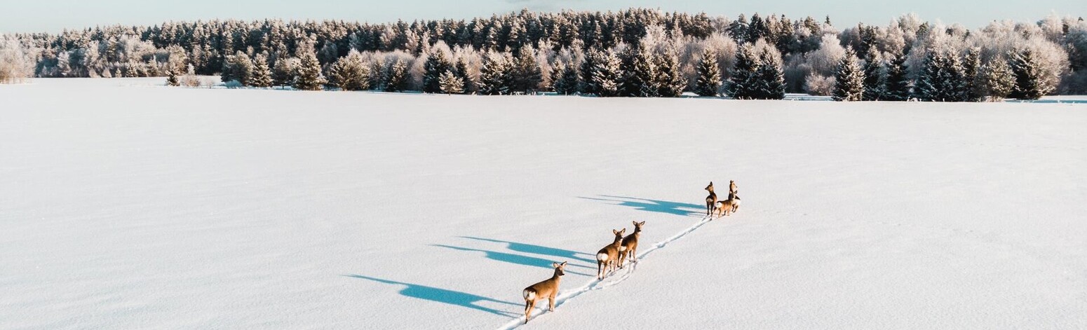 Rehe laufen durch eine verschneite Winterlandschaft in Tartu County, Estland