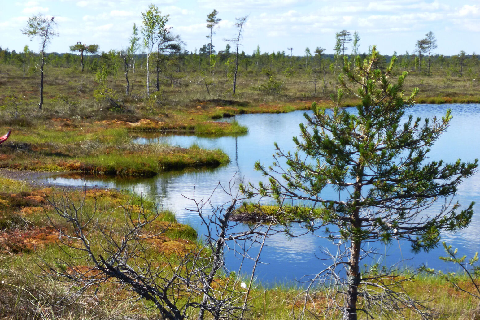 Mare Baltikum Reisen, Christine Salten, Andres Vainumäe, Individualreisen, Gruppenreisen, PKW-Rundreisen, Fahrradtouren, Naturbeobachtung, Vogelbeobachtung, Wanderreisen, Baltikum, Estland, Lettland, Litauen, Polen, Skandinavien, Schweden, Stockholm, Russland, St. Petersburg, Tallinn, Winterreisen, Finnland, Riga, Helsinki, Vilnius, Stockholm, Städtereise, Ostseekurzreisen, Norwegen, Hurtigruten, Oslo, Bergen, Ostseeurlaub, Kurische Nehrung, Memel, Klaipeda, Aktivreisen, Spezialveranstalter, Baltikum, Kaliningrader Gebiet, Königsberg, Strandurlaub, Ostseefähren, Kreuzfahrten Ostsee, Mare Baltikum, Tagesausflüge, Moorwanderung, Lappland, Skigebiet Ylläs, Flughafen Kittilä