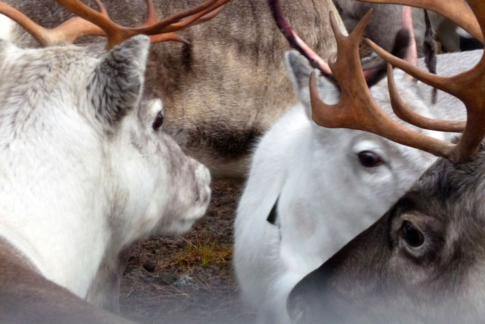 Mare Baltikum Reisen, Christine Salten, Andres Vainumäe, Individualreisen, Gruppenreisen, PKW-Rundreisen, Fahrradtouren, Naturbeobachtung, Vogelbeobachtung, Wanderreisen, Baltikum, Estland, Lettland, Litauen, Polen, Skandinavien, Schweden, Stockholm, Russland, St. Petersburg, Tallinn, Winterreisen, Finnland, Riga, Helsinki, Vilnius, Stockholm, Städtereise, Ostseekurzreisen, Norwegen, Hurtigruten, Oslo, Bergen, Ostseeurlaub, Kurische Nehrung, Memel, Klaipeda, Aktivreisen, Spezialveranstalter, Baltikum, Kaliningrader Gebiet, Königsberg, Strandurlaub, Ostseefähren, Kreuzfahrten Ostsee, Mare Baltikum, Tagesausflüge, Moorwanderung, Lappland, Skigebiet Ylläs, Flughafen Kittilä