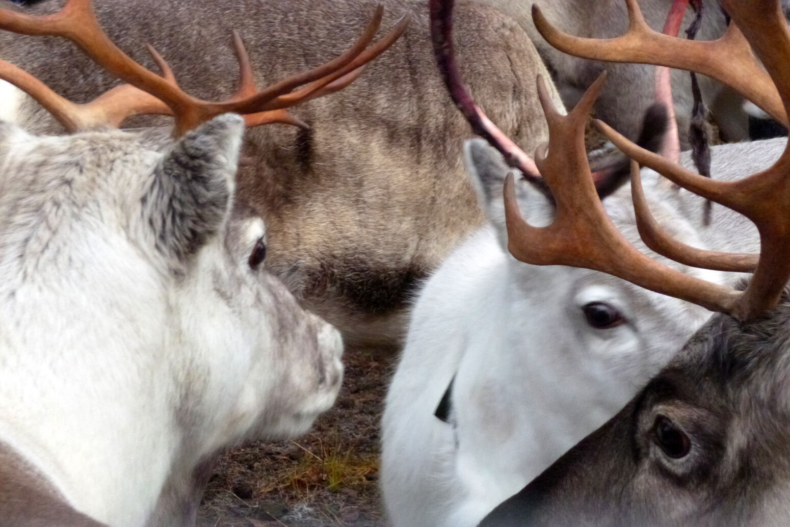 Mare Baltikum Reisen, Christine Salten, Andres Vainumäe, Individualreisen, Gruppenreisen, PKW-Rundreisen, Fahrradtouren, Naturbeobachtung, Vogelbeobachtung, Wanderreisen, Baltikum, Estland, Lettland, Litauen, Polen, Skandinavien, Schweden, Stockholm, Russland, St. Petersburg, Tallinn, Winterreisen, Finnland, Riga, Helsinki, Vilnius, Stockholm, Städtereise, Ostseekurzreisen, Norwegen, Hurtigruten, Oslo, Bergen, Ostseeurlaub, Kurische Nehrung, Memel, Klaipeda, Aktivreisen, Spezialveranstalter, Baltikum, Kaliningrader Gebiet, Königsberg, Strandurlaub, Ostseefähren, Kreuzfahrten Ostsee, Mare Baltikum, Tagesausflüge, Moorwanderung, Lappland, Skigebiet Ylläs, Flughafen Kittilä