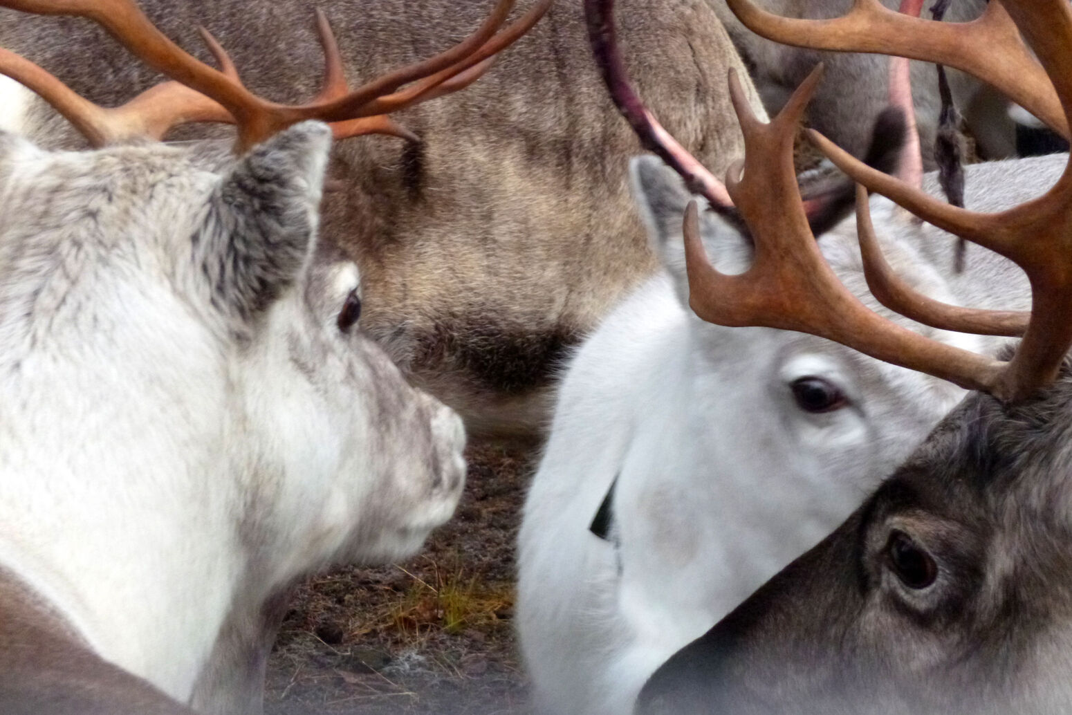 Mare Baltikum Reisen, Christine Salten, Andres Vainumäe, Individualreisen, Gruppenreisen, PKW-Rundreisen, Fahrradtouren, Naturbeobachtung, Vogelbeobachtung, Wanderreisen, Baltikum, Estland, Lettland, Litauen, Polen, Skandinavien, Schweden, Stockholm, Russland, St. Petersburg, Tallinn, Winterreisen, Finnland, Riga, Helsinki, Vilnius, Stockholm, Städtereise, Ostseekurzreisen, Norwegen, Hurtigruten, Oslo, Bergen, Ostseeurlaub, Kurische Nehrung, Memel, Klaipeda, Aktivreisen, Spezialveranstalter, Baltikum, Kaliningrader Gebiet, Königsberg, Strandurlaub, Ostseefähren, Kreuzfahrten Ostsee, Mare Baltikum, Tagesausflüge, Moorwanderung, Lappland, Skigebiet Ylläs, Flughafen Kittilä