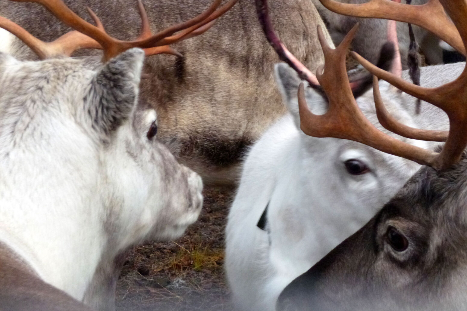 Mare Baltikum Reisen, Christine Salten, Andres Vainumäe, Individualreisen, Gruppenreisen, PKW-Rundreisen, Fahrradtouren, Naturbeobachtung, Vogelbeobachtung, Wanderreisen, Baltikum, Estland, Lettland, Litauen, Polen, Skandinavien, Schweden, Stockholm, Russland, St. Petersburg, Tallinn, Winterreisen, Finnland, Riga, Helsinki, Vilnius, Stockholm, Städtereise, Ostseekurzreisen, Norwegen, Hurtigruten, Oslo, Bergen, Ostseeurlaub, Kurische Nehrung, Memel, Klaipeda, Aktivreisen, Spezialveranstalter, Baltikum, Kaliningrader Gebiet, Königsberg, Strandurlaub, Ostseefähren, Kreuzfahrten Ostsee, Mare Baltikum, Tagesausflüge, Moorwanderung, Lappland, Skigebiet Ylläs, Flughafen Kittilä