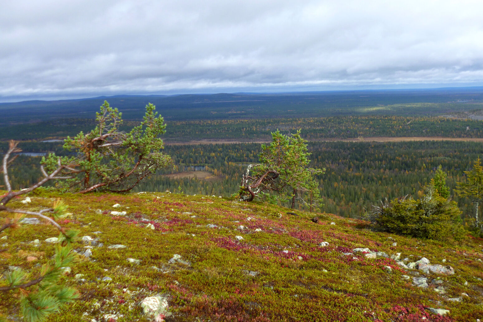 Mare Baltikum Reisen, Christine Salten, Andres Vainumäe, Individualreisen, Gruppenreisen, PKW-Rundreisen, Fahrradtouren, Naturbeobachtung, Vogelbeobachtung, Wanderreisen, Baltikum, Estland, Lettland, Litauen, Polen, Skandinavien, Schweden, Stockholm, Russland, St. Petersburg, Tallinn, Winterreisen, Finnland, Riga, Helsinki, Vilnius, Stockholm, Städtereise, Ostseekurzreisen, Norwegen, Hurtigruten, Oslo, Bergen, Ostseeurlaub, Kurische Nehrung, Memel, Klaipeda, Aktivreisen, Spezialveranstalter, Baltikum, Kaliningrader Gebiet, Königsberg, Strandurlaub, Ostseefähren, Kreuzfahrten Ostsee, Mare Baltikum, Tagesausflüge, Moorwanderung, Lappland, Skigebiet Ylläs, Flughafen Kittilä