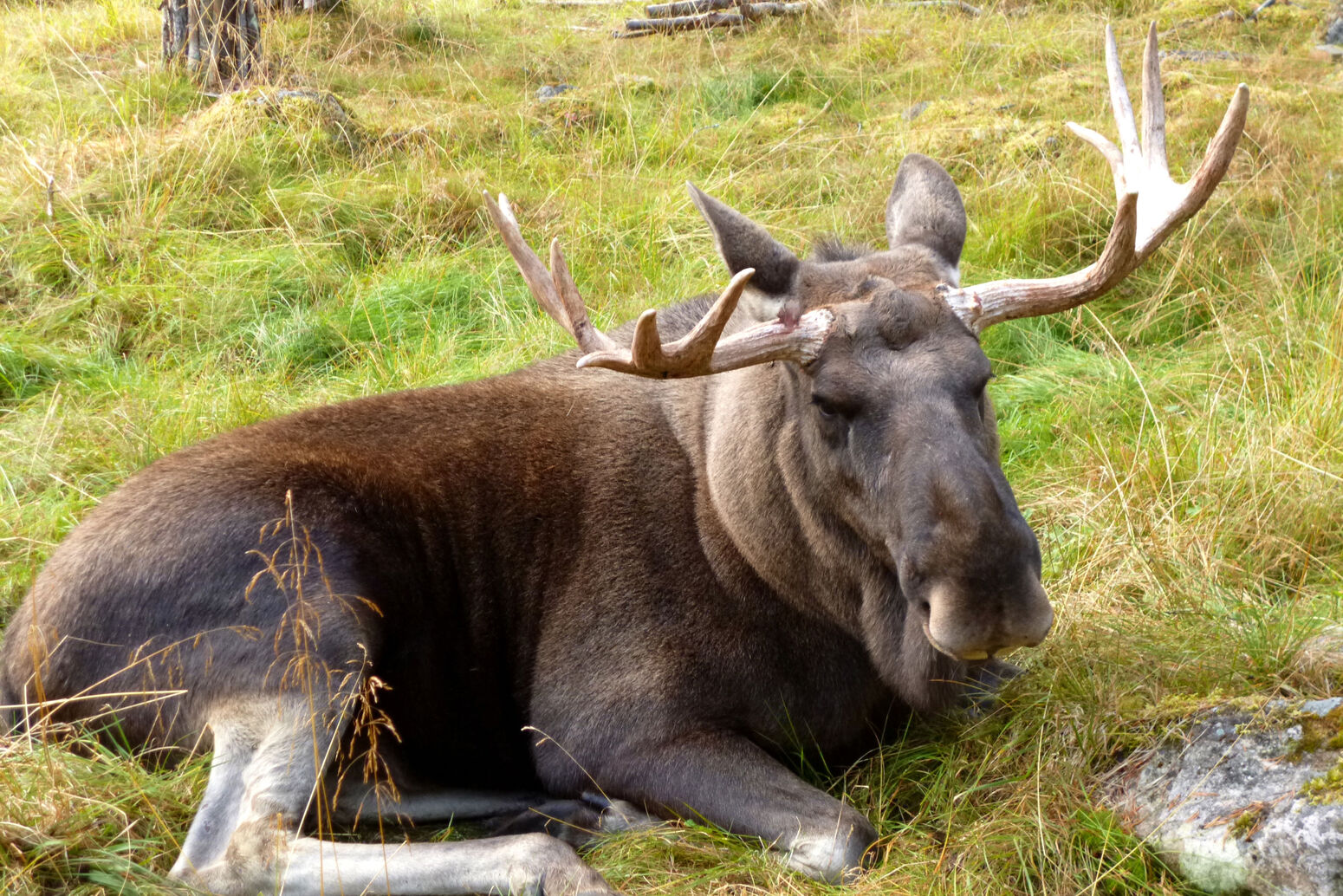 Mare Baltikum Reisen, Christine Salten, Andres Vainumäe, Individualreisen, Gruppenreisen, PKW-Rundreisen, Fahrradtouren, Naturbeobachtung, Vogelbeobachtung, Wanderreisen, Baltikum, Estland, Lettland, Litauen, Polen, Skandinavien, Schweden, Stockholm, Russland, St. Petersburg, Tallinn, Winterreisen, Finnland, Riga, Helsinki, Vilnius, Stockholm, Städtereise, Ostseekurzreisen, Norwegen, Hurtigruten, Oslo, Bergen, Ostseeurlaub, Kurische Nehrung, Memel, Klaipeda, Aktivreisen, Spezialveranstalter, Baltikum, Kaliningrader Gebiet, Königsberg, Strandurlaub, Ostseefähren, Kreuzfahrten Ostsee, Mare Baltikum, Tagesausflüge, Moorwanderung, Lappland, Skigebiet Ylläs, Flughafen Kittilä