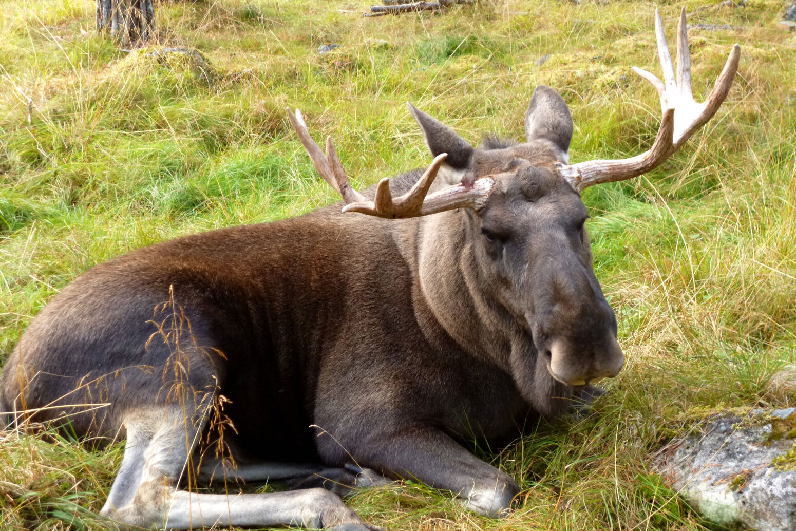 Mare Baltikum Reisen, Christine Salten, Andres Vainumäe, Individualreisen, Gruppenreisen, PKW-Rundreisen, Fahrradtouren, Naturbeobachtung, Vogelbeobachtung, Wanderreisen, Baltikum, Estland, Lettland, Litauen, Polen, Skandinavien, Schweden, Stockholm, Russland, St. Petersburg, Tallinn, Winterreisen, Finnland, Riga, Helsinki, Vilnius, Stockholm, Städtereise, Ostseekurzreisen, Norwegen, Hurtigruten, Oslo, Bergen, Ostseeurlaub, Kurische Nehrung, Memel, Klaipeda, Aktivreisen, Spezialveranstalter, Baltikum, Kaliningrader Gebiet, Königsberg, Strandurlaub, Ostseefähren, Kreuzfahrten Ostsee, Mare Baltikum, Tagesausflüge, Moorwanderung, Lappland, Skigebiet Ylläs, Flughafen Kittilä