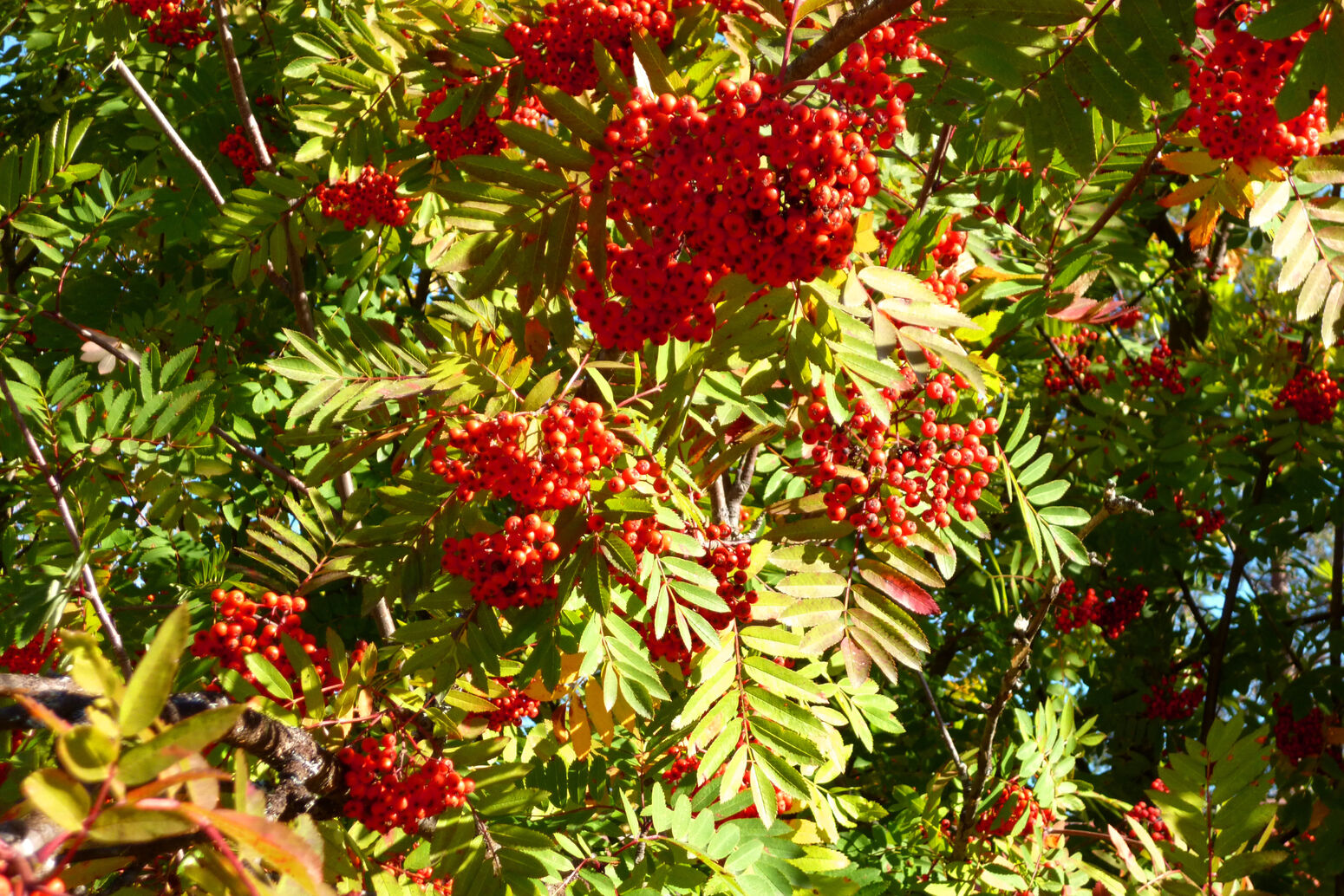 Mare Baltikum Reisen, Christine Salten, Andres Vainumäe, Individualreisen, Gruppenreisen, PKW-Rundreisen, Fahrradtouren, Naturbeobachtung, Vogelbeobachtung, Wanderreisen, Baltikum, Estland, Lettland, Litauen, Polen, Skandinavien, Schweden, Stockholm, Russland, St. Petersburg, Tallinn, Winterreisen, Finnland, Riga, Helsinki, Vilnius, Stockholm, Städtereise, Ostseekurzreisen, Norwegen, Hurtigruten, Oslo, Bergen, Ostseeurlaub, Kurische Nehrung, Memel, Klaipeda, Aktivreisen, Spezialveranstalter, Baltikum, Kaliningrader Gebiet, Königsberg, Strandurlaub, Ostseefähren, Kreuzfahrten Ostsee, Mare Baltikum, Tagesausflüge, Moorwanderung, Lappland, Skigebiet Ylläs, Flughafen Kittilä