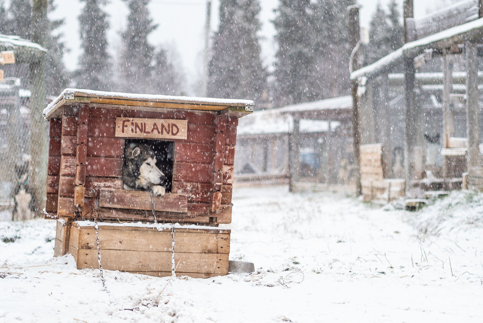 antti pietikäinen, first snow 2018, harriniva, husky