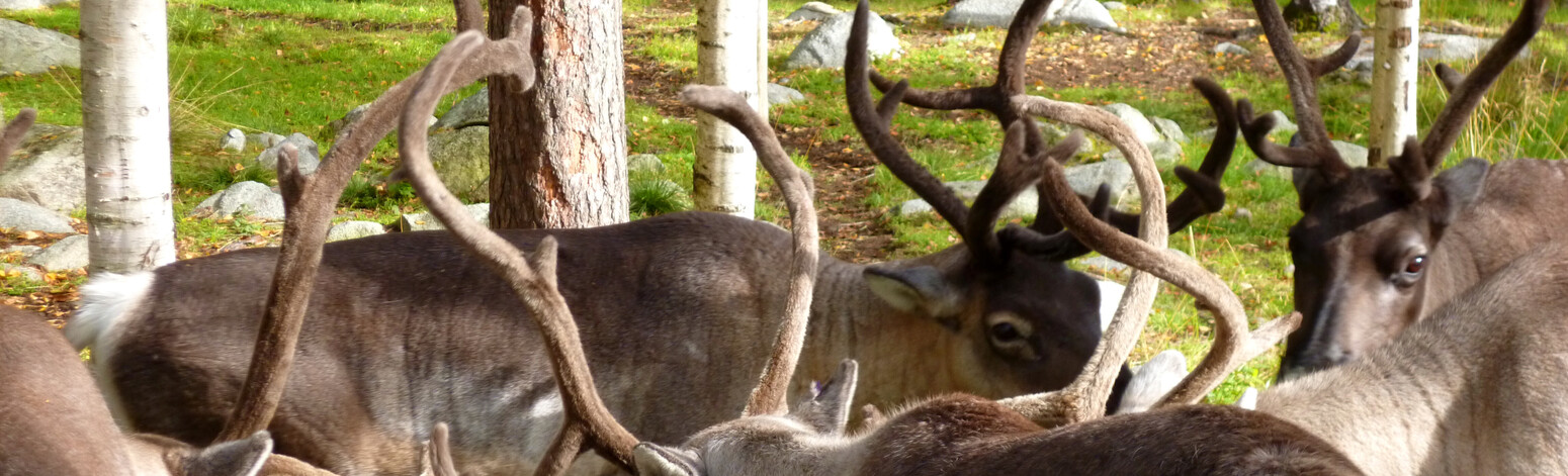Mare Baltikum Reisen, Christine Salten, Andres Vainumäe, Individualreisen, Gruppenreisen, PKW-Rundreisen, Fahrradtouren, Naturbeobachtung, Vogelbeobachtung, Wanderreisen, Baltikum, Estland, Lettland, Litauen, Polen, Skandinavien, Schweden, Stockholm, Russland, St. Petersburg, Tallinn, Winterreisen, Finnland, Riga, Helsinki, Vilnius, Stockholm, Städtereise, Ostseekurzreisen, Norwegen, Hurtigruten, Oslo, Bergen, Ostseeurlaub, Kurische Nehrung, Memel, Klaipeda, Aktivreisen, Spezialveranstalter, Baltikum, Kaliningrader Gebiet, Königsberg, Strandurlaub, Ostseefähren, Kreuzfahrten Ostsee, Mare Baltikum, Tagesausflüge, Moorwanderung, Lappland, Skigebiet Ylläs, Flughafen Kittilä