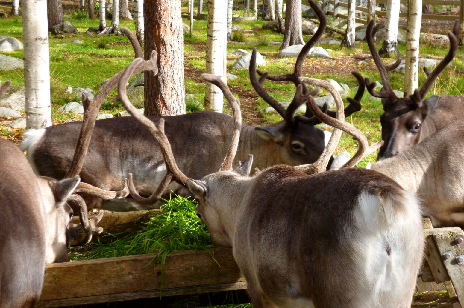 Mare Baltikum Reisen, Christine Salten, Andres Vainumäe, Individualreisen, Gruppenreisen, PKW-Rundreisen, Fahrradtouren, Naturbeobachtung, Vogelbeobachtung, Wanderreisen, Baltikum, Estland, Lettland, Litauen, Polen, Skandinavien, Schweden, Stockholm, Russland, St. Petersburg, Tallinn, Winterreisen, Finnland, Riga, Helsinki, Vilnius, Stockholm, Städtereise, Ostseekurzreisen, Norwegen, Hurtigruten, Oslo, Bergen, Ostseeurlaub, Kurische Nehrung, Memel, Klaipeda, Aktivreisen, Spezialveranstalter, Baltikum, Kaliningrader Gebiet, Königsberg, Strandurlaub, Ostseefähren, Kreuzfahrten Ostsee, Mare Baltikum, Tagesausflüge, Moorwanderung, Lappland, Skigebiet Ylläs, Flughafen Kittilä