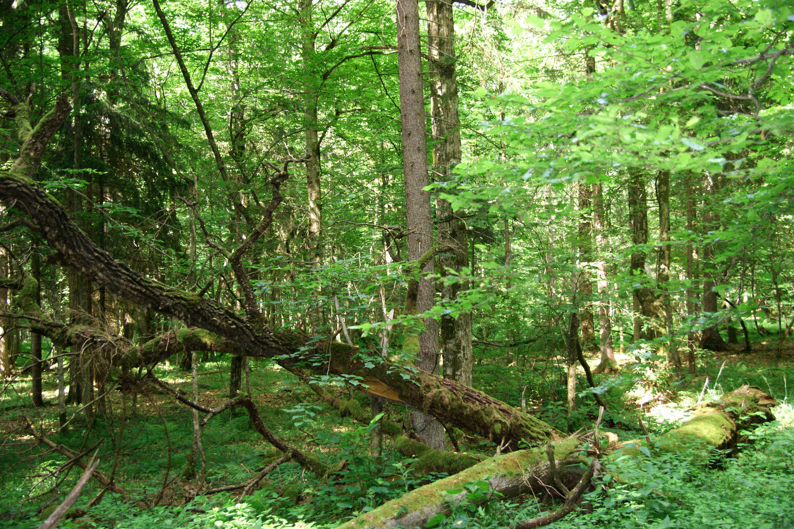 Mare Baltikum Reisen, Christine Salten, Andres Vainumäe, Individualreisen, Gruppenreisen, PKW-Rundreisen, Fahrradtouren, Naturbeobachtung, Vogelbeobachtung, Wanderreisen, Baltikum, Estland, Lettland, Litauen, Polen, Skandinavien, Schweden, Stockholm, Russland, St. Petersburg, Tallinn, Winterreisen, Finnland, Riga, Helsinki, Vilnius, Stockholm, Städtereise, Ostseekurzreisen, Norwegen, Hurtigruten, Oslo, Bergen, Ostseeurlaub, Kurische Nehrung, Memel, Klaipeda, Aktivreisen, Spezialveranstalter, Baltikum, Kaliningrader Gebiet, Königsberg, Strandurlaub, Ostseefähren, Kreuzfahrten Ostsee, Mare Baltikum, Tagesausflüge, Moorwanderung, Lappland, Skigebiet Ylläs, Flughafen Kittilä