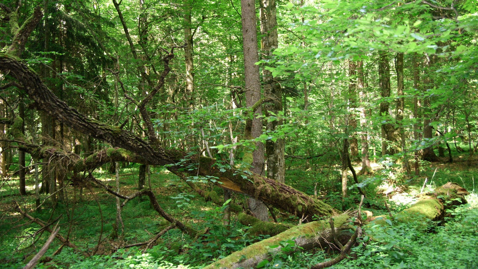 Mare Baltikum Reisen, Christine Salten, Andres Vainumäe, Individualreisen, Gruppenreisen, PKW-Rundreisen, Fahrradtouren, Naturbeobachtung, Vogelbeobachtung, Wanderreisen, Baltikum, Estland, Lettland, Litauen, Polen, Skandinavien, Schweden, Stockholm, Russland, St. Petersburg, Tallinn, Winterreisen, Finnland, Riga, Helsinki, Vilnius, Stockholm, Städtereise, Ostseekurzreisen, Norwegen, Hurtigruten, Oslo, Bergen, Ostseeurlaub, Kurische Nehrung, Memel, Klaipeda, Aktivreisen, Spezialveranstalter, Baltikum, Kaliningrader Gebiet, Königsberg, Strandurlaub, Ostseefähren, Kreuzfahrten Ostsee, Mare Baltikum, Tagesausflüge, Moorwanderung, Lappland, Skigebiet Ylläs, Flughafen Kittilä