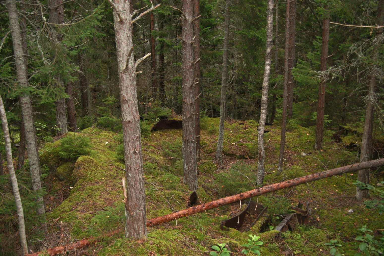Mare Baltikum Reisen, Christine Salten, Andres Vainumäe, Individualreisen, Gruppenreisen, PKW-Rundreisen, Fahrradtouren, Naturbeobachtung, Vogelbeobachtung, Wanderreisen, Baltikum, Estland, Lettland, Litauen, Polen, Skandinavien, Schweden, Stockholm, Russland, St. Petersburg, Tallinn, Winterreisen, Finnland, Riga, Helsinki, Vilnius, Stockholm, Städtereise, Ostseekurzreisen, Norwegen, Hurtigruten, Oslo, Bergen, Ostseeurlaub, Kurische Nehrung, Memel, Klaipeda, Aktivreisen, Spezialveranstalter, Baltikum, Kaliningrader Gebiet, Königsberg, Strandurlaub, Ostseefähren, Kreuzfahrten Ostsee, Mare Baltikum, Tagesausflüge, Moorwanderung, Lappland, Skigebiet Ylläs, Flughafen Kittilä