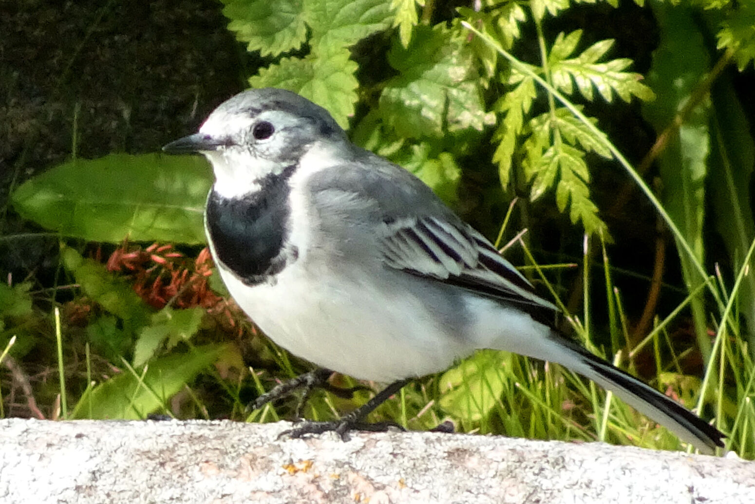 Mare Baltikum Reisen, Bachstelze, Vogelbeobachtung