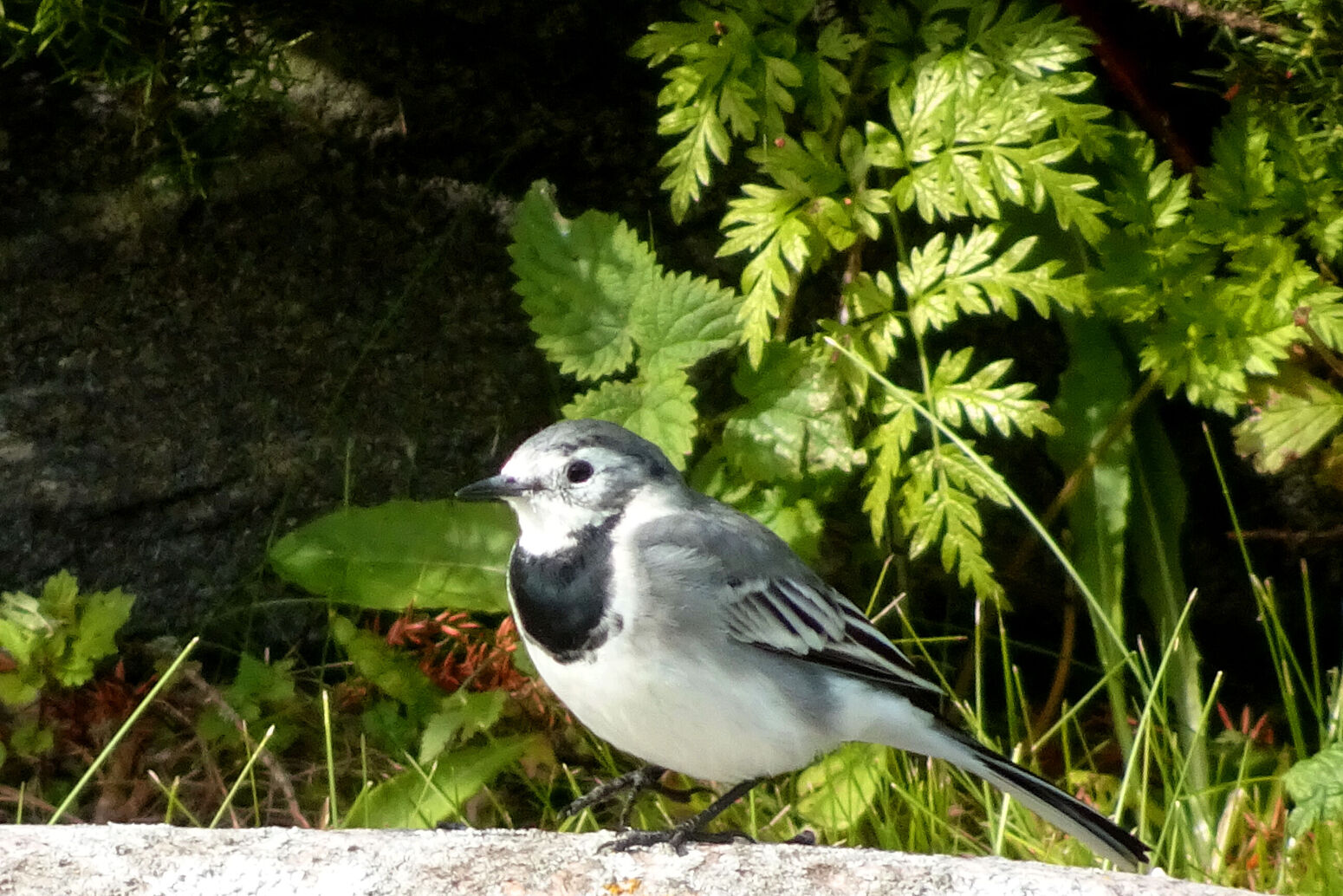 Mare Baltikum Reisen, Bachstelze, Vogelbeobachtung