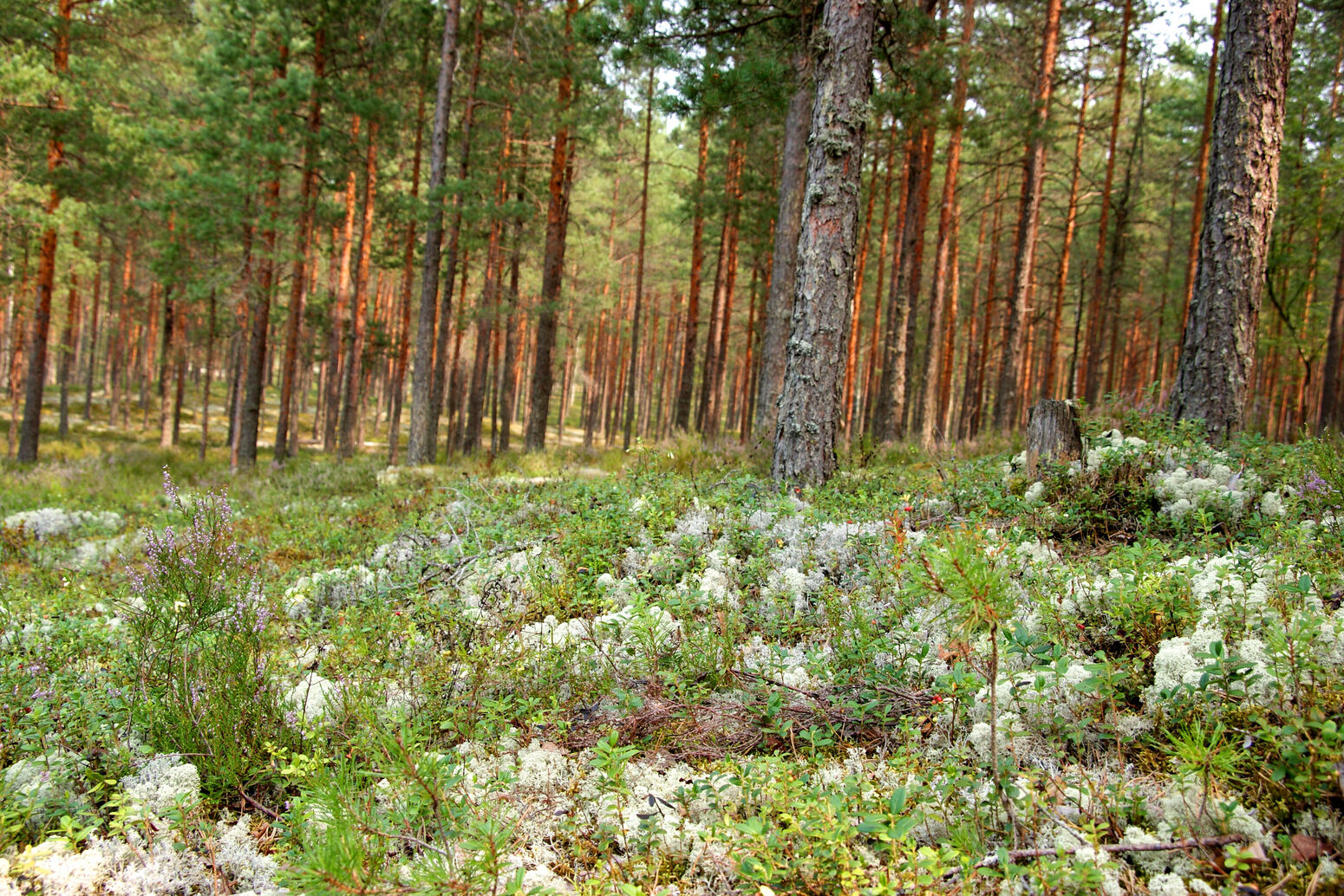 Mare Baltikum Reisen, Christine Salten, Andres Vainumäe, Individualreisen, Gruppenreisen, PKW-Rundreisen, Fahrradtouren, Naturbeobachtung, Vogelbeobachtung, Wanderreisen, Baltikum, Estland, Lettland, Litauen, Polen, Skandinavien, Schweden, Stockholm, Russland, St. Petersburg, Tallinn, Winterreisen, Finnland, Riga, Helsinki, Vilnius, Stockholm, Städtereise, Ostseekurzreisen, Norwegen, Hurtigruten, Oslo, Bergen, Ostseeurlaub, Kurische Nehrung, Memel, Klaipeda, Aktivreisen, Spezialveranstalter, Baltikum, Kaliningrader Gebiet, Königsberg, Strandurlaub, Ostseefähren, Kreuzfahrten Ostsee, Mare Baltikum, Tagesausflüge, Moorwanderung, Lappland, Skigebiet Ylläs, Flughafen Kittilä