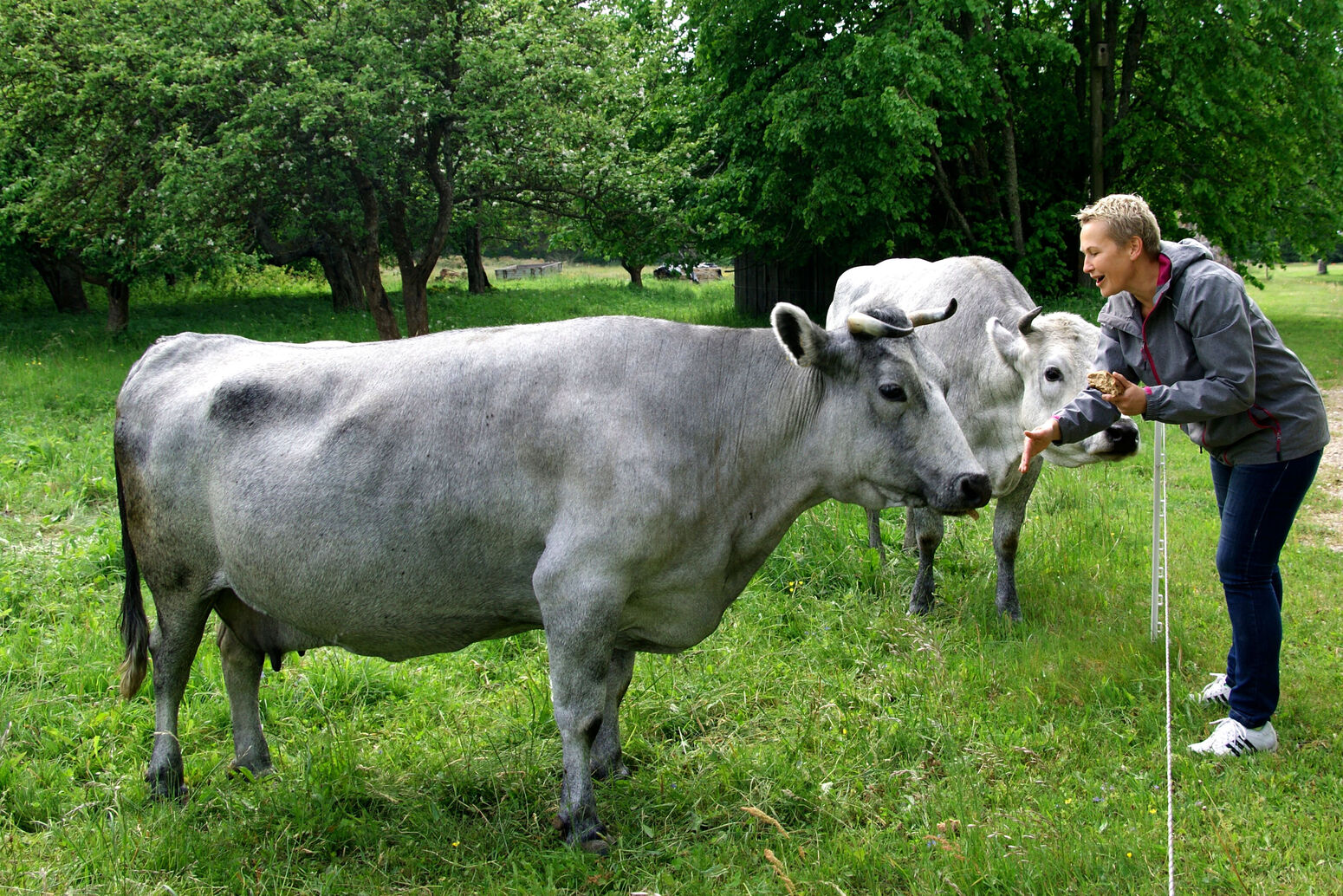 Mare Baltikum Reisen, Christine Salten, Andres Vainumäe, Individualreisen, Gruppenreisen, PKW-Rundreisen, Fahrradtouren, Naturbeobachtung, Vogelbeobachtung, Wanderreisen, Baltikum, Estland, Lettland, Litauen, Polen, Skandinavien, Schweden, Stockholm, Russland, St. Petersburg, Tallinn, Winterreisen, Finnland, Riga, Helsinki, Vilnius, Stockholm, Städtereise, Ostseekurzreisen, Norwegen, Hurtigruten, Oslo, Bergen, Ostseeurlaub, Kurische Nehrung, Memel, Klaipeda, Aktivreisen, Spezialveranstalter, Baltikum, Kaliningrader Gebiet, Königsberg, Strandurlaub, Ostseefähren, Kreuzfahrten Ostsee, Mare Baltikum, Tagesausflüge, Moorwanderung, Lappland, Skigebiet Ylläs, Flughafen Kittilä