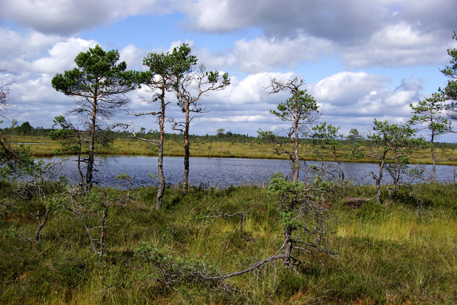 Mare Baltikum Reisen, Christine Salten, Andres Vainumäe, Individualreisen, Gruppenreisen, PKW-Rundreisen, Fahrradtouren, Naturbeobachtung, Vogelbeobachtung, Wanderreisen, Baltikum, Estland, Lettland, Litauen, Polen, Skandinavien, Schweden, Stockholm, Russland, St. Petersburg, Tallinn, Winterreisen, Finnland, Riga, Helsinki, Vilnius, Stockholm, Städtereise, Ostseekurzreisen, Norwegen, Hurtigruten, Oslo, Bergen, Ostseeurlaub, Kurische Nehrung, Memel, Klaipeda, Aktivreisen, Spezialveranstalter, Baltikum, Kaliningrader Gebiet, Königsberg, Strandurlaub, Ostseefähren, Kreuzfahrten Ostsee, Mare Baltikum, Tagesausflüge, Moorwanderung, Lappland, Skigebiet Ylläs, Flughafen Kittilä