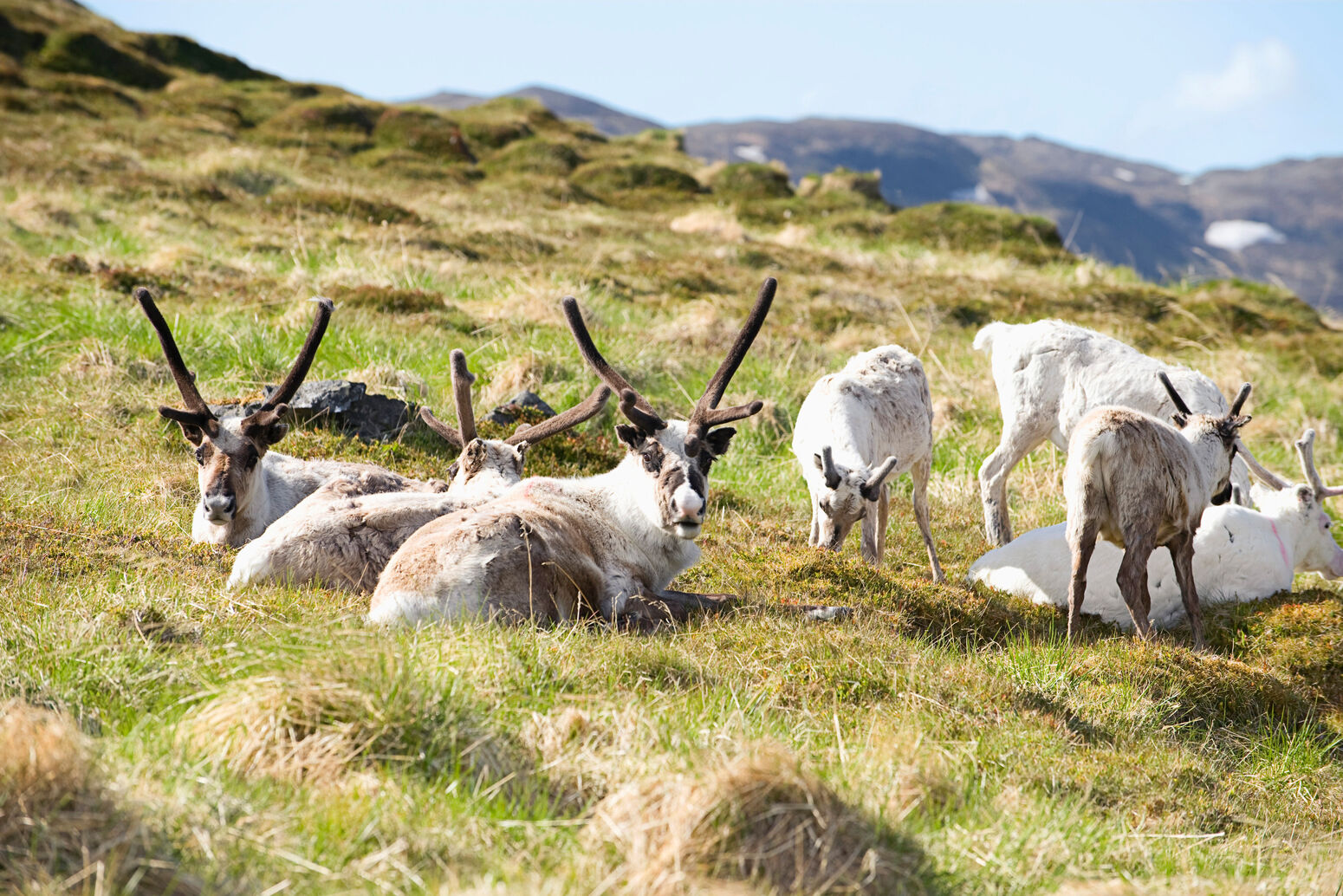 Destination, Northern Europe, Honningsvag, Norway, excursion, boat, grass, animal