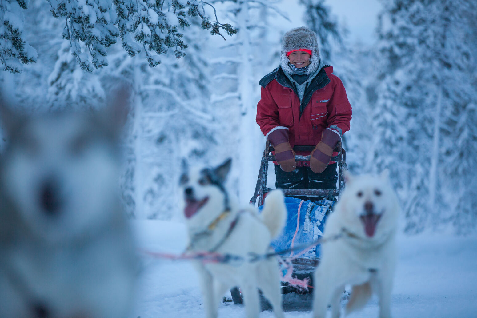 husky 2016, harriniva, antti pietikäinen