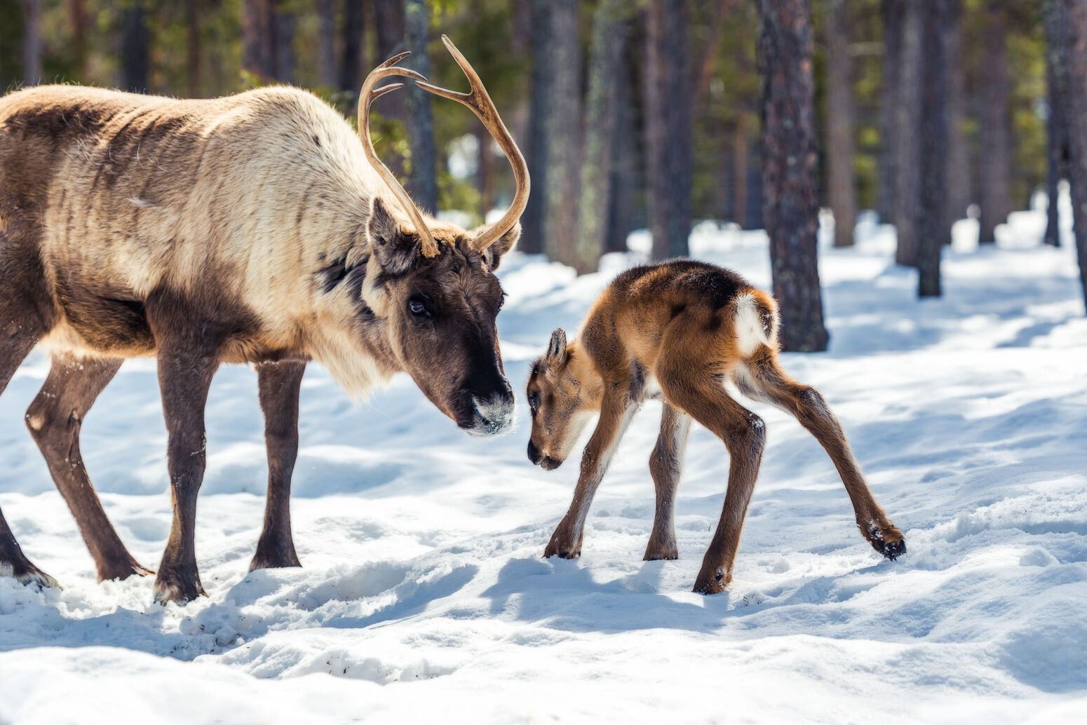 reindeer 2017, torassieppi