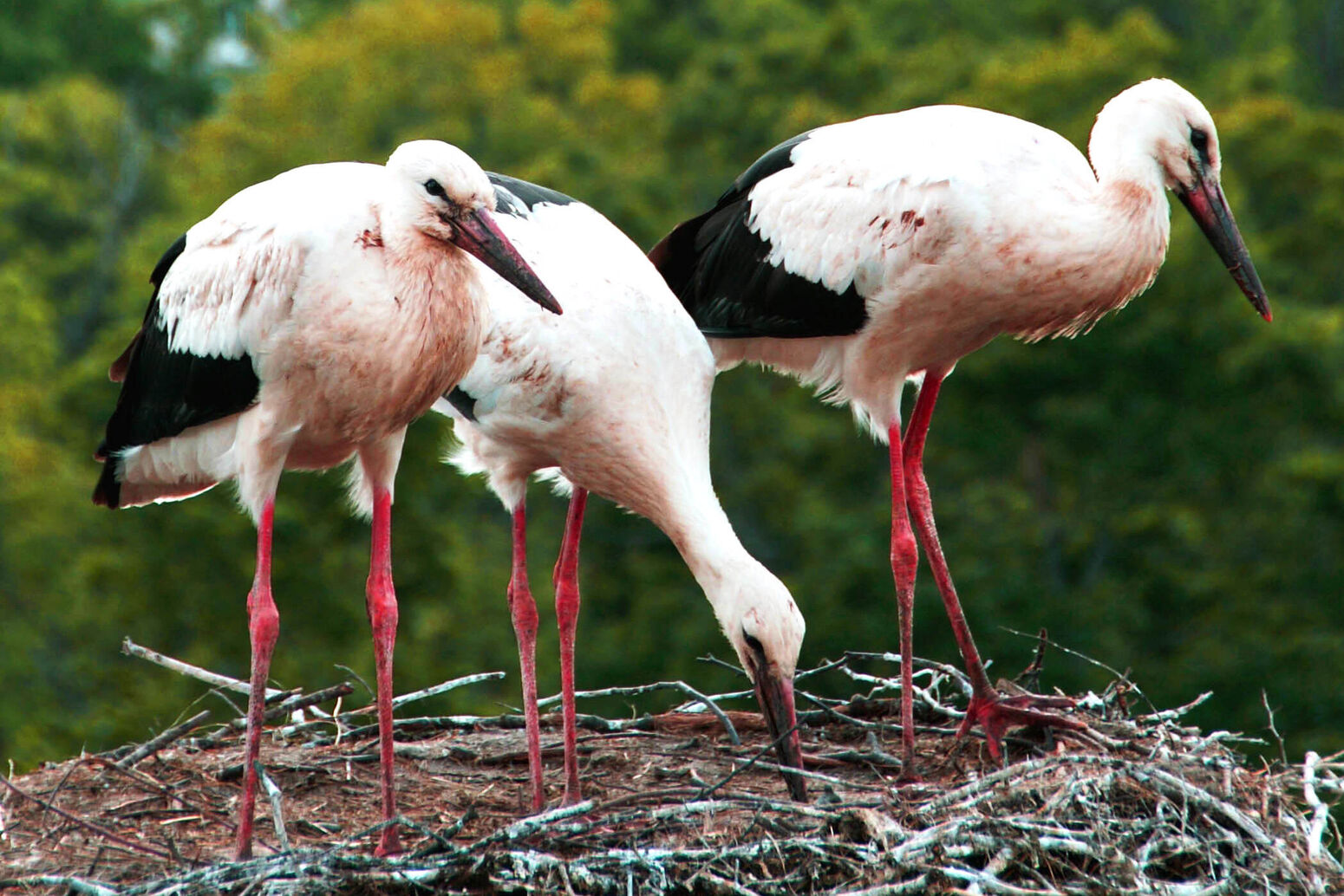 Mare Baltikum Reisen, Christine Salten, Andres Vainumäe, Vogelbeobachtung, Wanderurlaub, Baltikum, Estland, Lettland, Litauen, Jungstörche, Naturbeobachtung, Tierbeobachtung, Nordeuropa