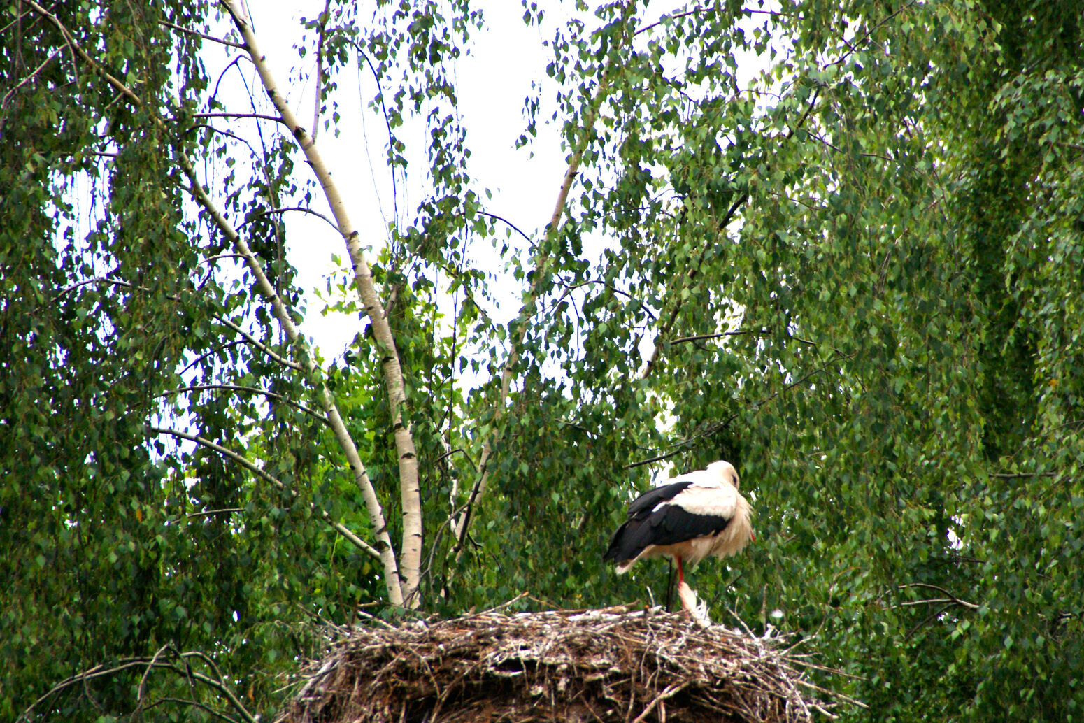 Mare Baltikum Reisen, Christine Salten, Andres Vainumäe, Individualreisen, Gruppenreisen, PKW-Rundreisen, Fahrradtouren, Naturbeobachtung, Vogelbeobachtung, Wanderreisen, Baltikum, Estland, Lettland, Litauen, Polen, Skandinavien, Schweden, Stockholm, Russland, St. Petersburg, Tallinn, Winterreisen, Finnland, Riga, Helsinki, Vilnius, Stockholm, Städtereise, Ostseekurzreisen, Norwegen, Hurtigruten, Oslo, Bergen, Ostseeurlaub, Kurische Nehrung, Memel, Klaipeda, Aktivreisen, Spezialveranstalter, Baltikum, Kaliningrader Gebiet, Königsberg, Strandurlaub, Ostseefähren, Kreuzfahrten Ostsee, Mare Baltikum, Tagesausflüge, Moorwanderung, Lappland, Skigebiet Ylläs, Flughafen Kittilä