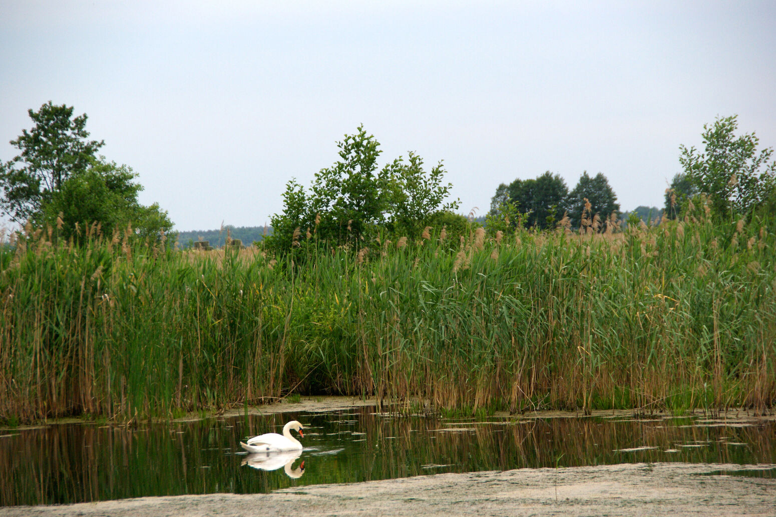 Mare Baltikum Reisen, Christine Salten, Andres Vainumäe, Individualreisen, Gruppenreisen, PKW-Rundreisen, Fahrradtouren, Naturbeobachtung, Vogelbeobachtung, Wanderreisen, Baltikum, Estland, Lettland, Litauen, Polen, Skandinavien, Schweden, Stockholm, Russland, St. Petersburg, Tallinn, Winterreisen, Finnland, Riga, Helsinki, Vilnius, Stockholm, Städtereise, Ostseekurzreisen, Norwegen, Hurtigruten, Oslo, Bergen, Ostseeurlaub, Kurische Nehrung, Memel, Klaipeda, Aktivreisen, Spezialveranstalter, Baltikum, Kaliningrader Gebiet, Königsberg, Strandurlaub, Ostseefähren, Kreuzfahrten Ostsee, Mare Baltikum, Tagesausflüge, Moorwanderung, Lappland, Skigebiet Ylläs, Flughafen Kittilä